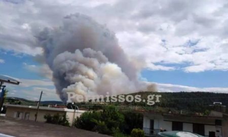 H όρκα που δεν αποχωριζόταν το νεκρό μωρό της, ξανά μητέρα