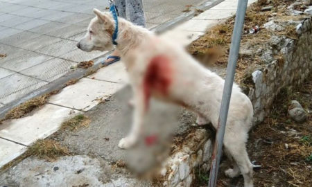 Κακοποίηση σκύλου στη Νίκαια: Βελτιώνεται η υγεία του, κρίσιμο το επόμενο 24ωρο