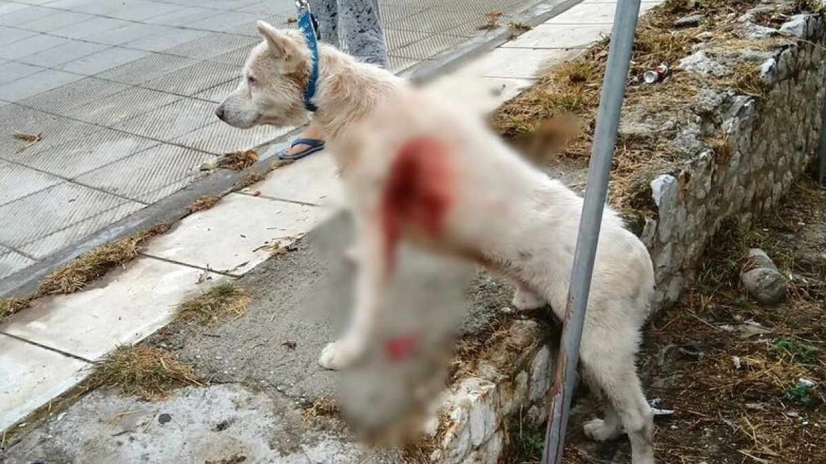 Κακοποίηση σκύλου στη Νίκαια: Βελτιώνεται η υγεία του, κρίσιμο το επόμενο 24ωρο