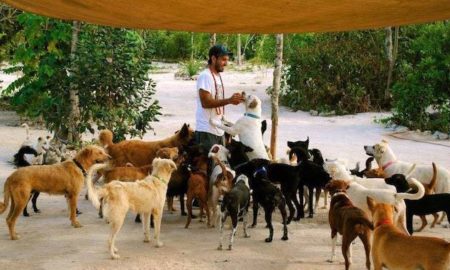 Μεξικό: Άντρας σώζει από τυφώνα πάνω από 300 σκύλους με τη σύγχρονη κιβωτό του