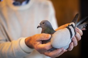 Βελγικό αγωνιστικό περιστέρι: Πουλήθηκε στα 1,6 εκατομμύρια δολάρια και έσπασε τα ρεκόρ