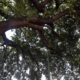 ένυα: Το προεδρικό διάταγμα που έσωσε την αιωνόβια συκιά από την κατασκευή αυτοκινητοδρόμου