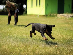 Εκπαίδευση σκύλου: Εντοπίστε τα λάθη σας και γίνετε ο καλύτερος εκπαιδευτής του τετράποδου φίλου σας