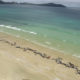 Νέα Ζηλανδία: Νεκρά στις ακτές 100 δελφίνια και φάλαινες