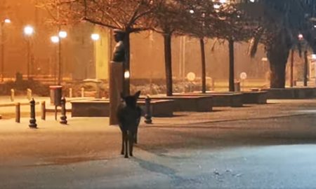 Ελάφια: Έφτασαν μέχρι το Δημαρχείο της Λήμνου, αναζητώντας καταφύγιο από τα χιόνια