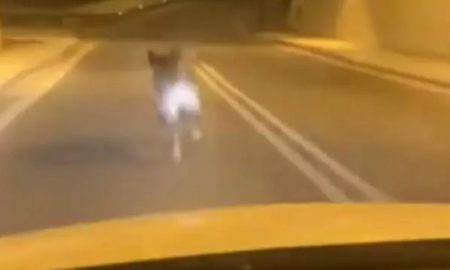 Δερβένι Ξυλοκάστρου: Αγριογούρουνο στην Παλαιά Εθνική Οδό Κορίνθου – Πατρών!
