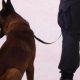 Σκύλος δαγκώνει αστυνομικό που επιχειρεί να συλλάβει διαδηλωτή κατά των μέτρων εγκλεισμού για τον κορονοϊό ;